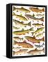 Trout-English School-Framed Stretched Canvas