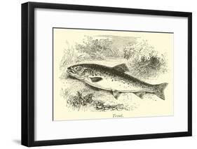 Trout-null-Framed Giclee Print