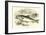 Trout-null-Framed Giclee Print