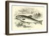 Trout-null-Framed Giclee Print