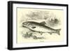 Trout-null-Framed Giclee Print