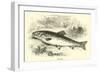 Trout-null-Framed Giclee Print