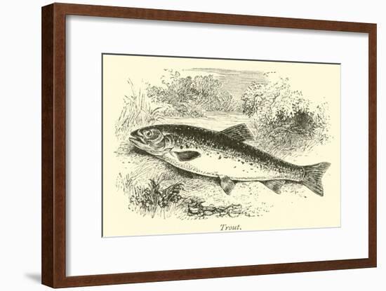 Trout-null-Framed Giclee Print