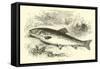 Trout-null-Framed Stretched Canvas