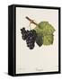 Troyen Grape-J. Troncy-Framed Stretched Canvas