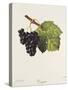 Troyen Grape-J. Troncy-Stretched Canvas