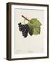 Troyen Grape-J. Troncy-Framed Giclee Print