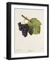 Troyen Grape-J. Troncy-Framed Giclee Print