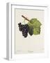 Troyen Grape-J. Troncy-Framed Giclee Print