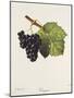 Troyen Grape-J. Troncy-Mounted Giclee Print