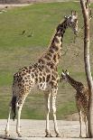 Close up View of Giraffe Staying near Tree and Eating-trubach-Framed Stretched Canvas