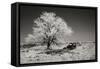 Truck and Tree-George Johnson-Framed Stretched Canvas