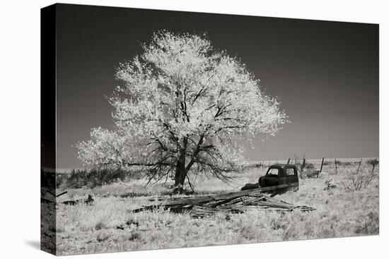 Truck and Tree-George Johnson-Stretched Canvas