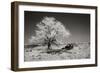 Truck and Tree-George Johnson-Framed Photographic Print