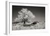 Truck and Tree-George Johnson-Framed Photographic Print