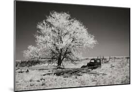 Truck and Tree-George Johnson-Mounted Photographic Print