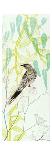 New Holland Honeyeater upon the Victoria-Trudy Rice-Art Print