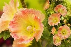 Hollyhocks Collage-Trudy Wilkerson-Mounted Art Print