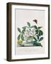 True Black Hellebore-Georg Dionysius Ehret-Framed Giclee Print