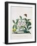 True Black Hellebore-Georg Dionysius Ehret-Framed Giclee Print