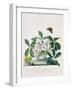 True Black Hellebore-Georg Dionysius Ehret-Framed Giclee Print