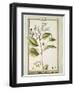 True Cinnamon (Cinnamomum Verum), Watercolour by Delahaye, 1789-null-Framed Giclee Print