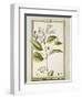 True Cinnamon (Cinnamomum Verum), Watercolour by Delahaye, 1789-null-Framed Giclee Print