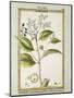 True Cinnamon (Cinnamomum Verum), Watercolour by Delahaye, 1789-null-Mounted Giclee Print