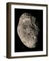 True Color Mosaic of Saturn's Impact-Pummeled Moon Hyperion-Stocktrek Images-Framed Photographic Print