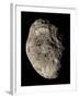 True Color Mosaic of Saturn's Impact-Pummeled Moon Hyperion-Stocktrek Images-Framed Photographic Print