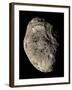 True Color Mosaic of Saturn's Impact-Pummeled Moon Hyperion-Stocktrek Images-Framed Photographic Print