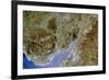 True-colour Satellite Image of Severn Estuary, UK-PLANETOBSERVER-Framed Photographic Print