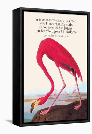 True Conservationist-John James Audubon-Framed Stretched Canvas
