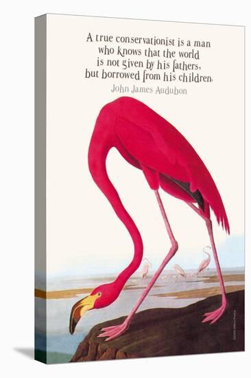 True Conservationist-John James Audubon-Stretched Canvas