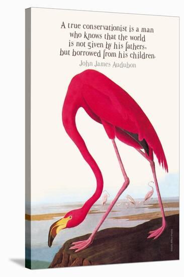 True Conservationist-John James Audubon-Stretched Canvas