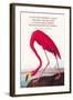 True Conservationist-John James Audubon-Framed Art Print