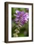 True Indigo-Lisa Engelbrecht-Framed Photographic Print