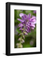 True Indigo-Lisa Engelbrecht-Framed Photographic Print