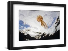 True Jelly Fish (Pelagia Noctiluca) Pico, Azores, Portugal, June 2009-Lundgren-Framed Photographic Print