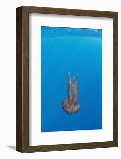 True Jelly Fish (Pelagia Noctiluca) Pico, Azores, Portugal, June 2009-Lundgren-Framed Photographic Print