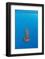 True Jelly Fish (Pelagia Noctiluca) Pico, Azores, Portugal, June 2009-Lundgren-Framed Photographic Print