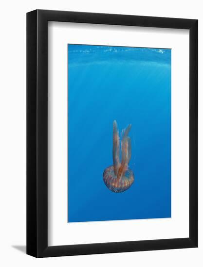 True Jelly Fish (Pelagia Noctiluca) Pico, Azores, Portugal, June 2009-Lundgren-Framed Photographic Print