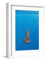 True Jelly Fish (Pelagia Noctiluca) Pico, Azores, Portugal, June 2009-Lundgren-Framed Photographic Print