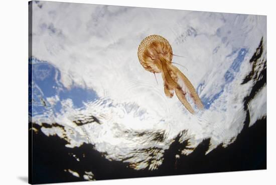 True Jelly Fish (Pelagia Noctiluca) Pico, Azores, Portugal, June 2009-Lundgren-Stretched Canvas