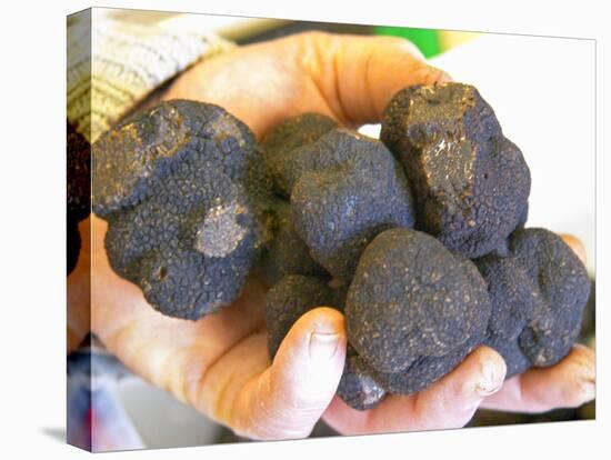 Truffle Hunter with Handful of Truffles at La Truffe De Ventoux Truffle Farm, Vaucluse, Rhone-Per Karlsson-Stretched Canvas