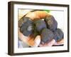 Truffle Hunter with Handful of Truffles at La Truffe De Ventoux Truffle Farm, Vaucluse, Rhone-Per Karlsson-Framed Photographic Print