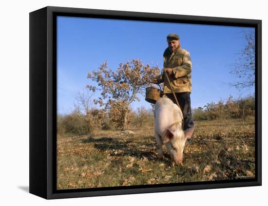 Truffle Producer with Pig Searching for Truffles in January, Quercy Region, France-Adam Tall-Framed Stretched Canvas