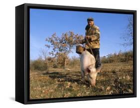 Truffle Producer with Pig Searching for Truffles in January, Quercy Region, France-Adam Tall-Framed Stretched Canvas