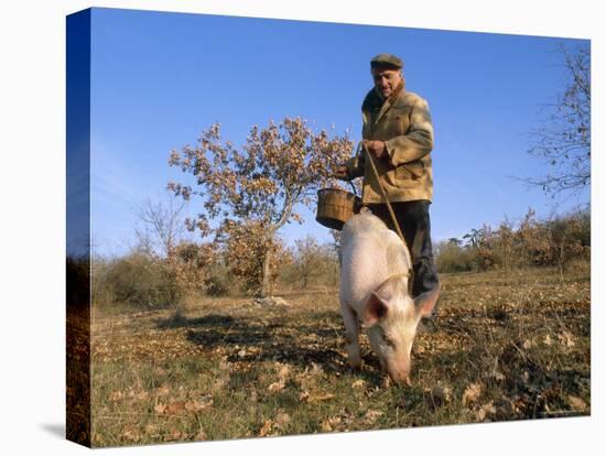Truffle Producer with Pig Searching for Truffles in January, Quercy Region, France-Adam Tall-Stretched Canvas