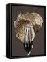 Truffle Slices in Tongs-Marc O^ Finley-Framed Stretched Canvas